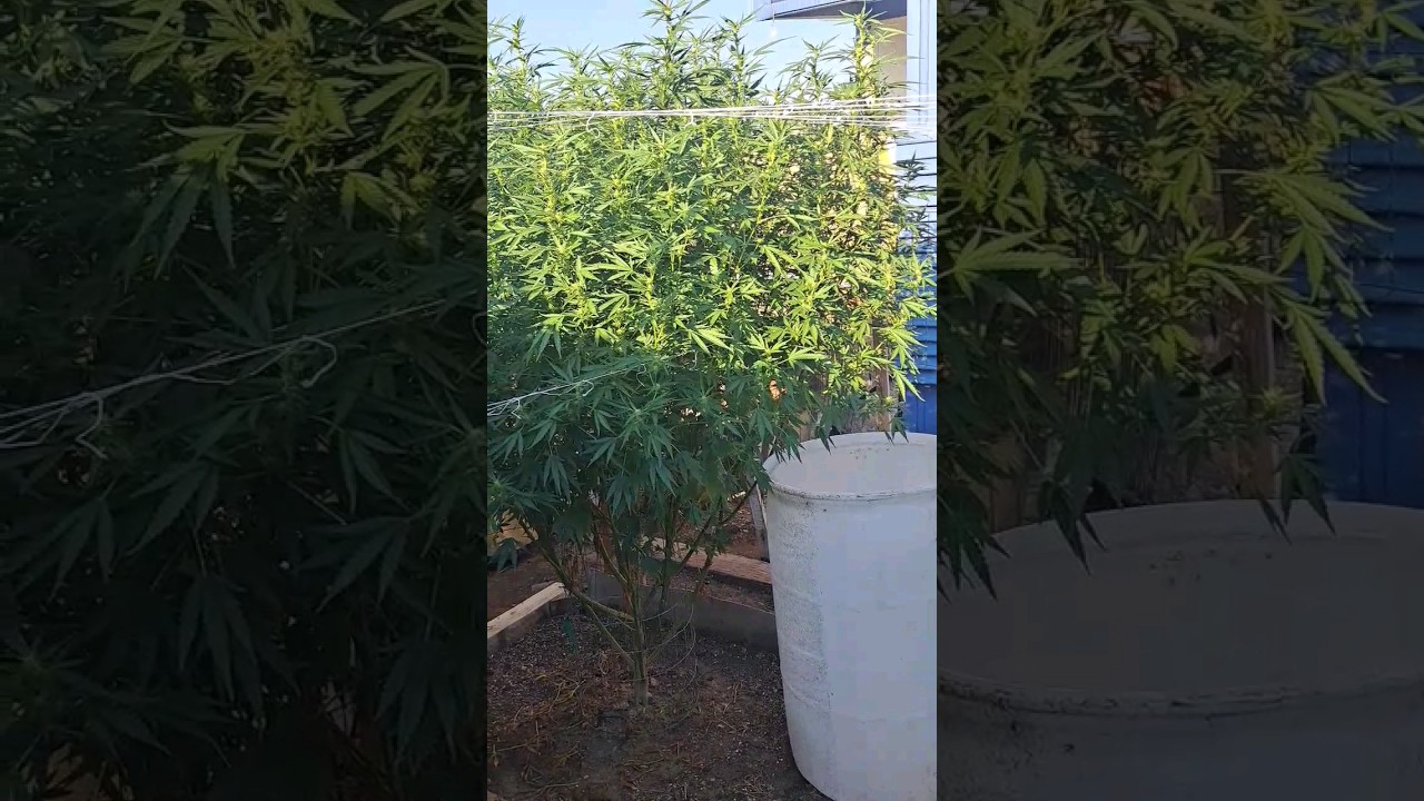 2023 outdoor grow -  GDP in Beast mode🌳 # shorts #garden #california
