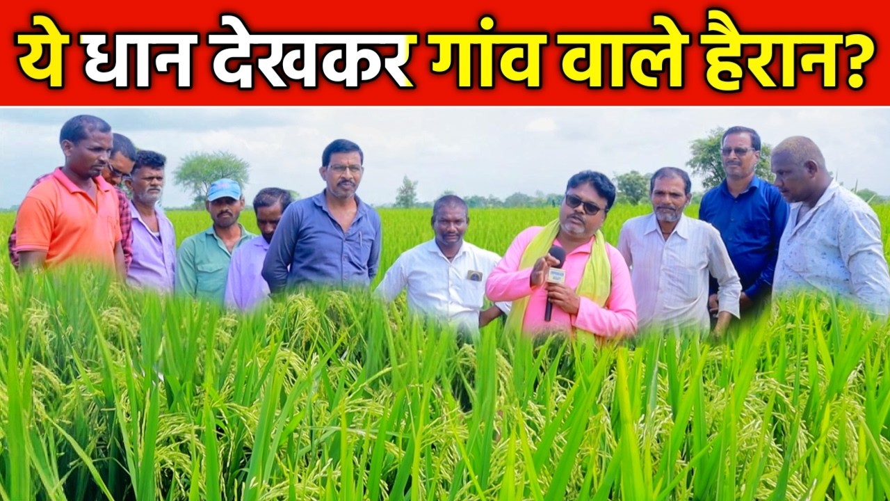 Chhattisgarh में 🌱 ये धान देखकर गांव वाले हैरान क्यों हैं? Kranti Mix Ka Kamaal!