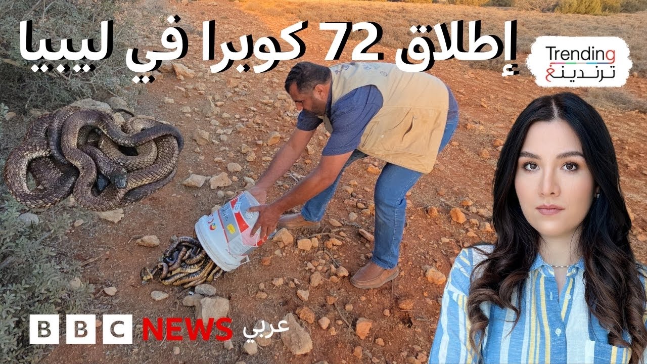 موجة ذعر بعد إطلاق أفاعي الكوبرا في وادي الناقة شرق ليبيا