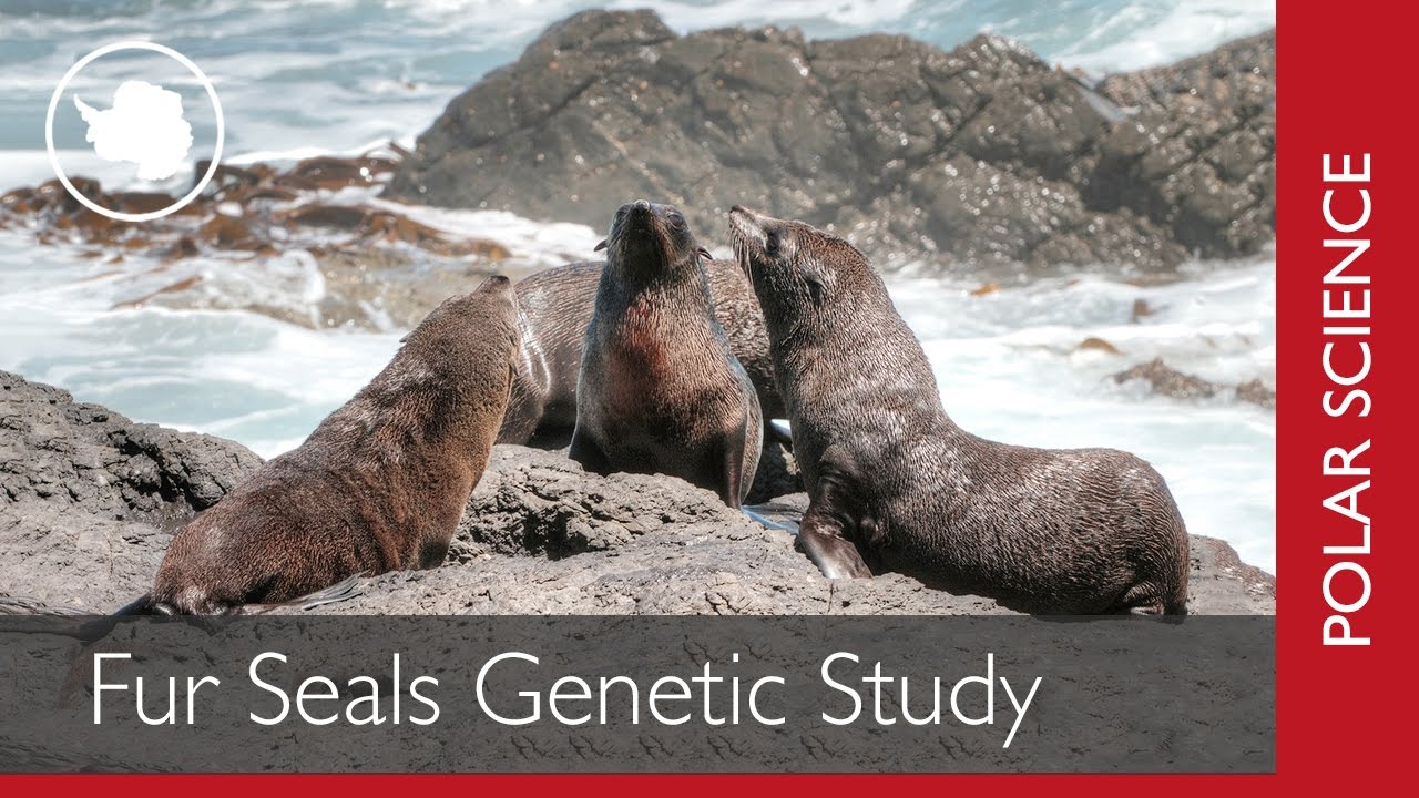 Genetic Study on Antarctic Fur Seals