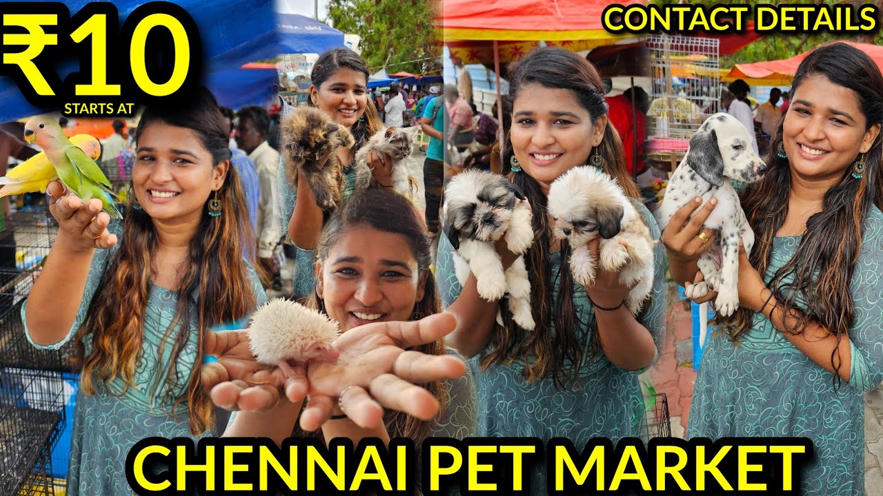 Cheapest pet market | HOW IS THE QUALITY?