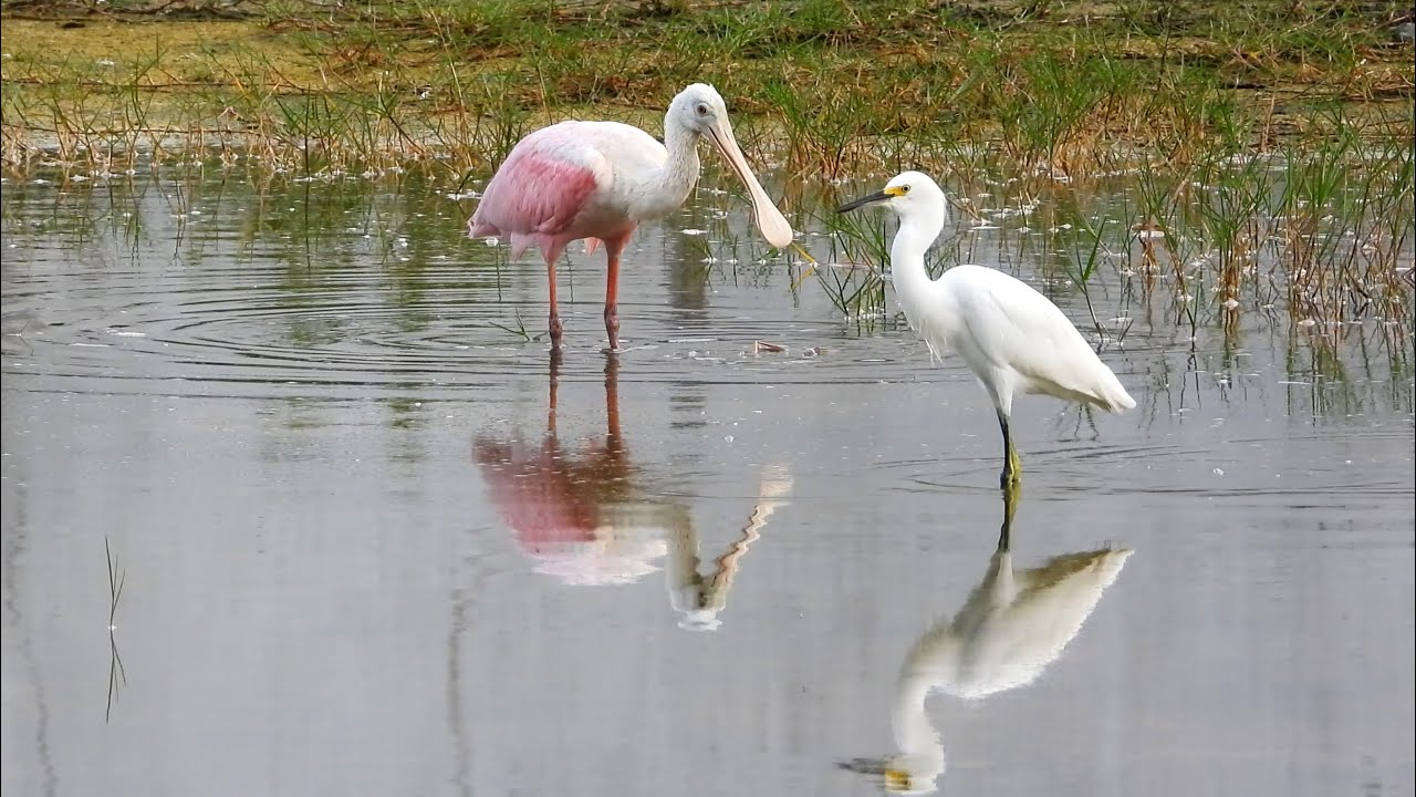 Roseate Spoonbill Bathing