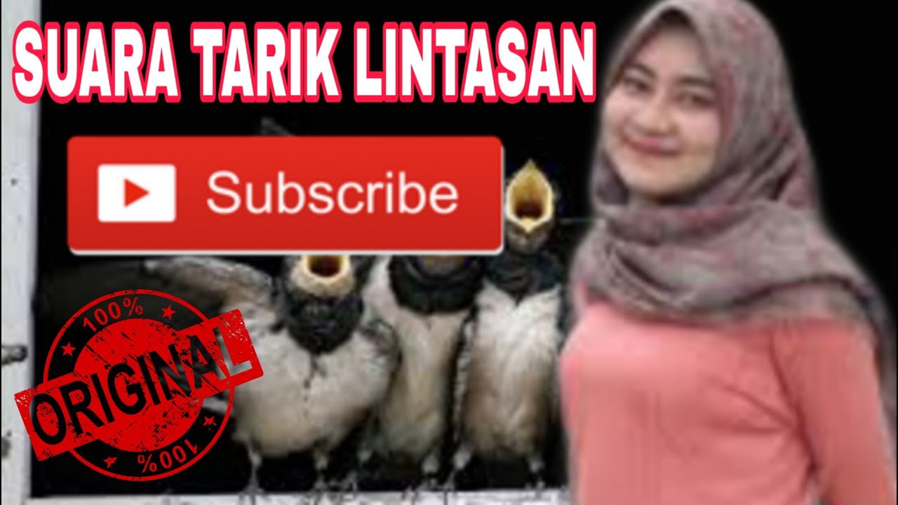 SUARA TARIK WALET LINTASAN | LULUS UJI COBA