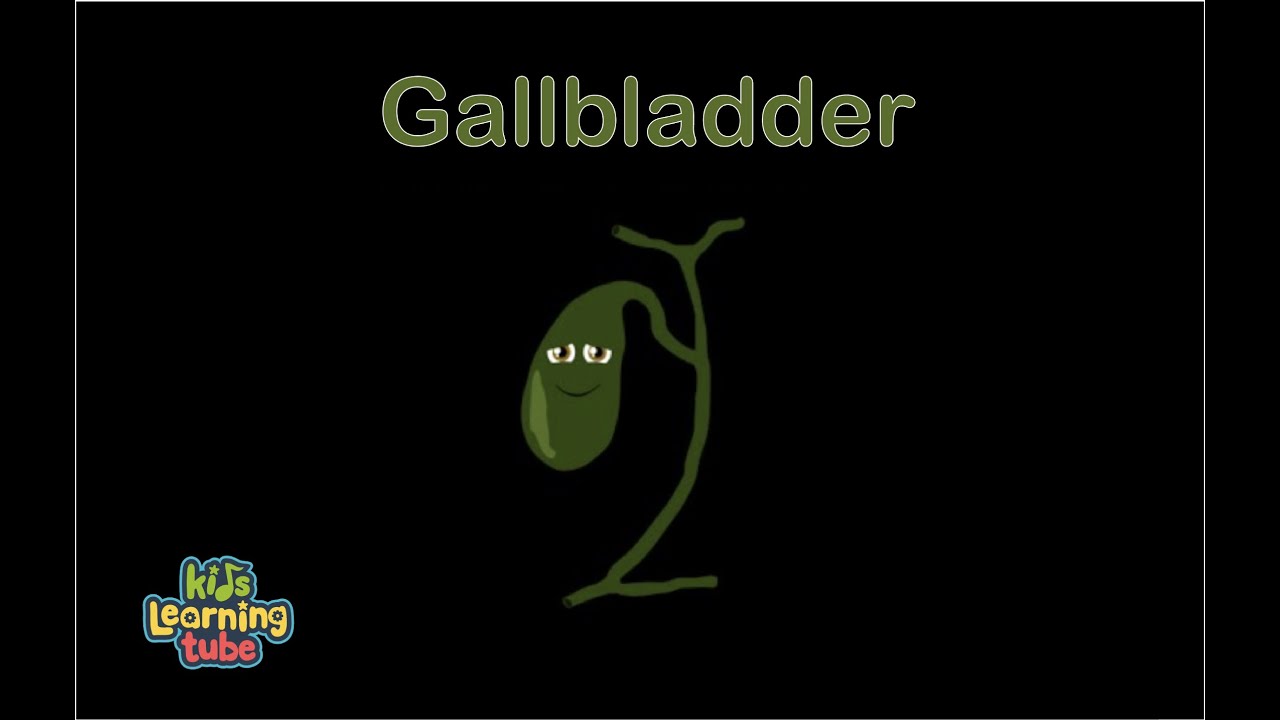 Human Body /Gallbladder Song /Human Body Systems