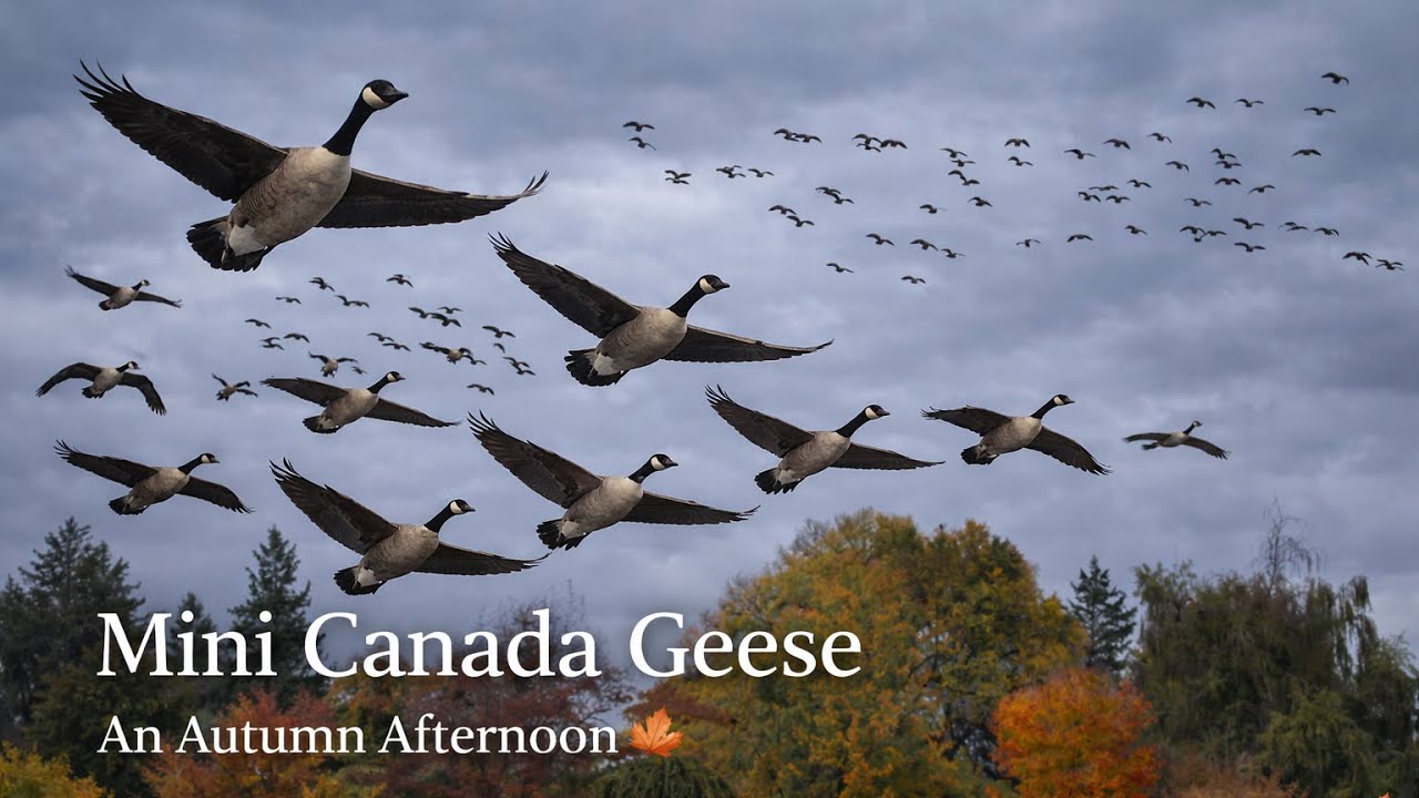 Mini Canada Geese: A Peaceful Autumn Afternoon of Play & Flight 🍂🪿
