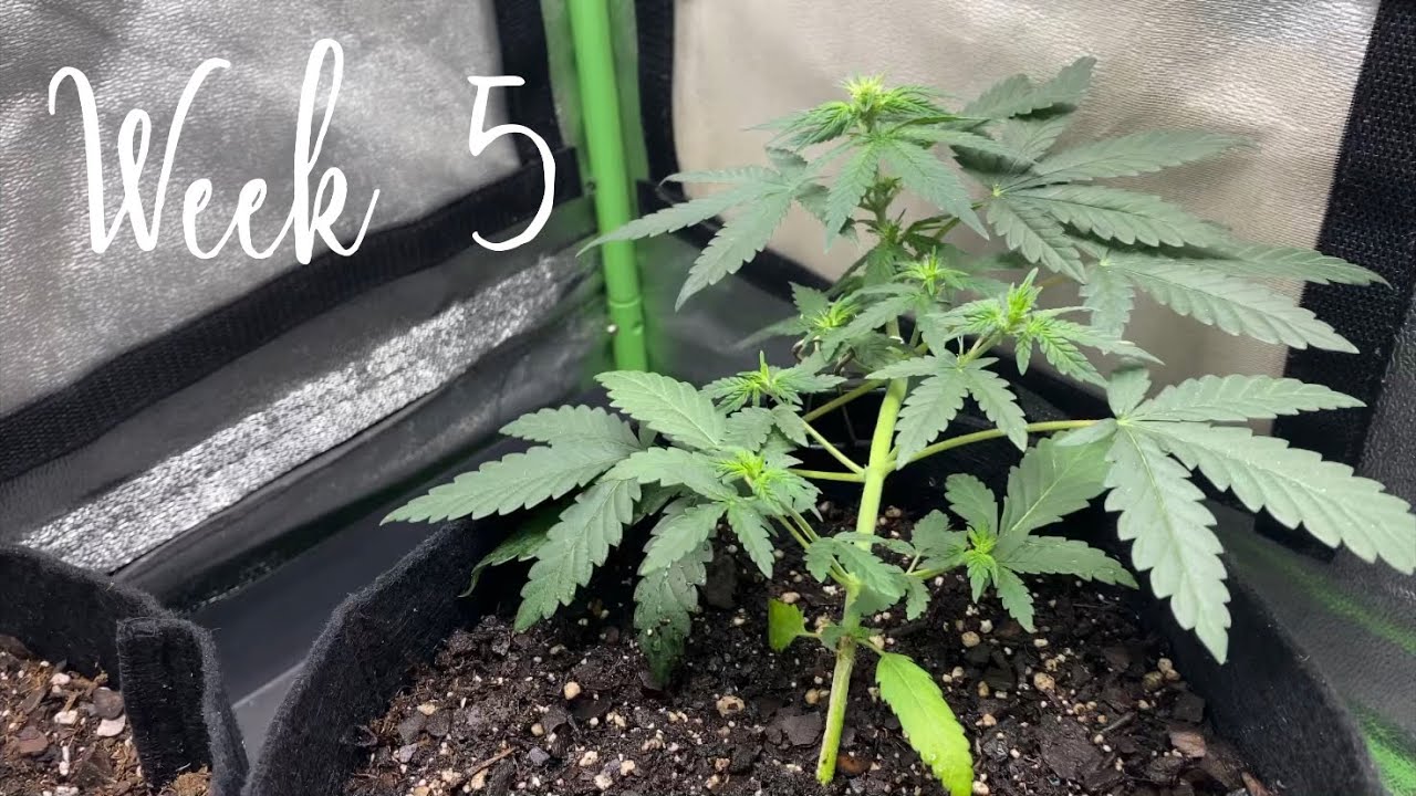 Growing autoflowering cannabis with Grow Dots! Week 5