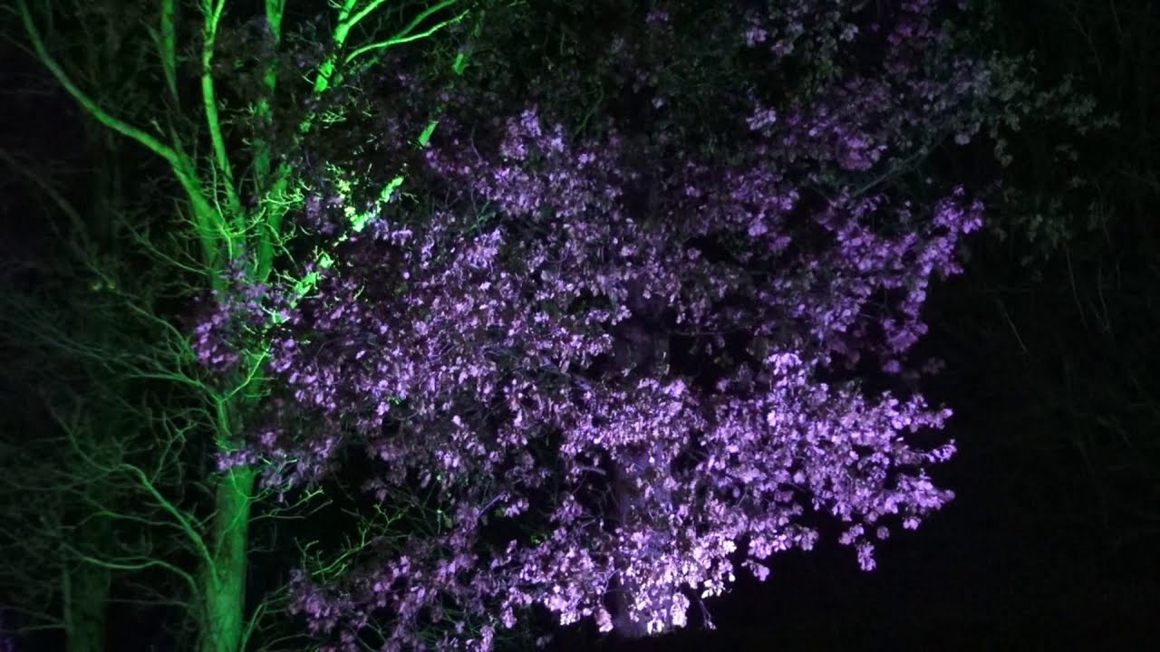 Kapitein van Enkhuizen zuiderzee licht 2019