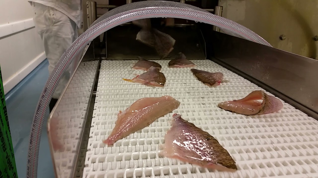 Pisces FR-150 Filleting machine processing perch