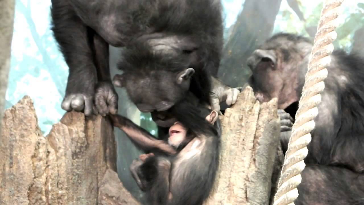 #01 Too Cute! Baby chimpanzee.かわいいチンパンジーの赤ちゃん。
