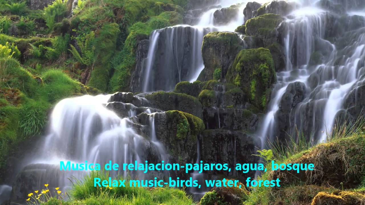 musica de relajacion pajaros, agua, bosque relax music birds, water, forest