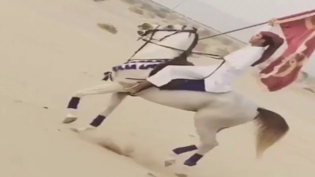 شيلة الأشـراف القواسم🌟 حماسيه🔥🔥 {الاشراف منزال الفخر ــ يوم انه زمان اقشر على كفه العفريت}🎶👑🏴