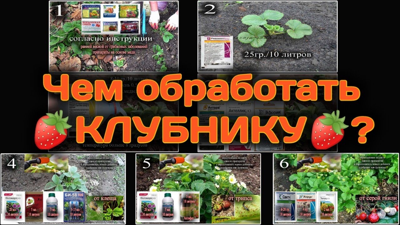 Чем обработать 🍓КЛУБНИКУ🍓 от клеща, от трипса, от вредителей и болезней. Belklubnika.by
