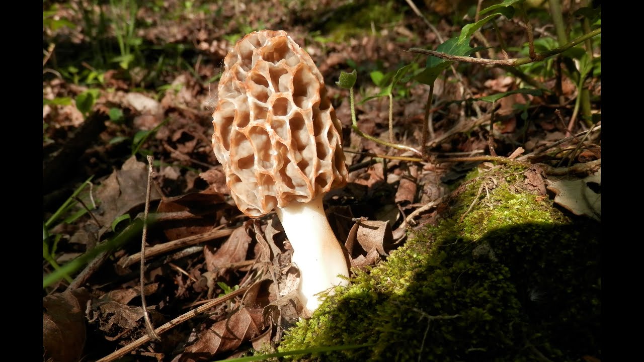 Morchella esculenta (karraspina, morels, cagarria)