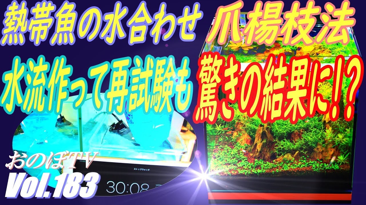 熱帯魚水合わせ「爪楊枝法」再試験！　結果、短時間では水が入ってきませんっ！？ #183