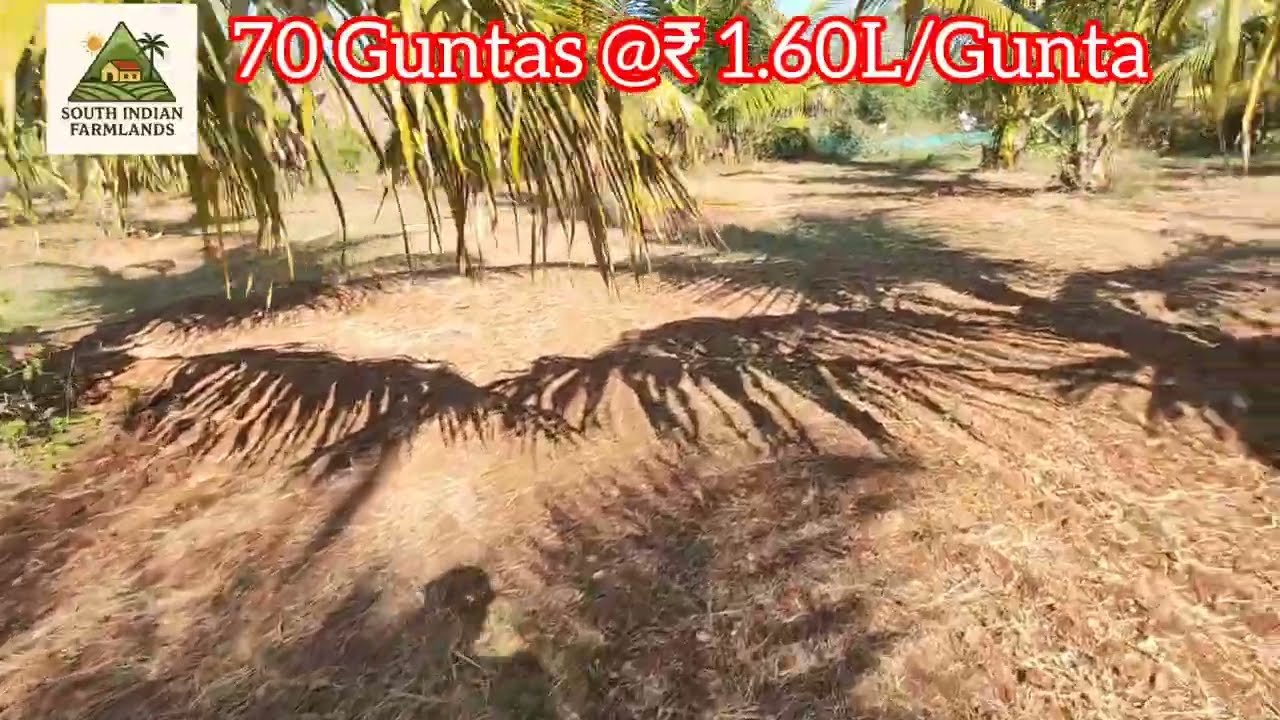 1 Acres 30 guntas of coconut farmland for sale near Mala valli at  1 lakh 60 thousand  per gunta.