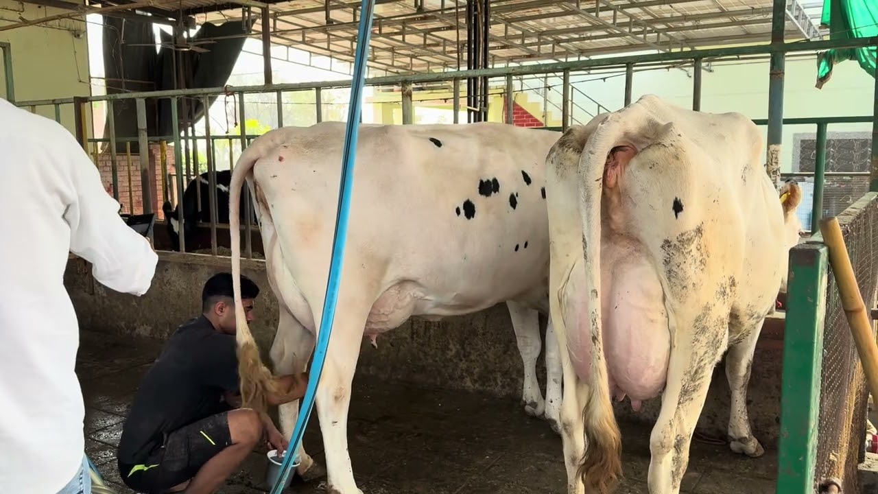 18 February 2026 cow milking in NDDB 