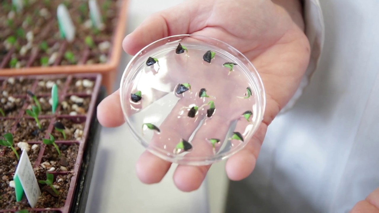 Seed bank saving species in Western Australia