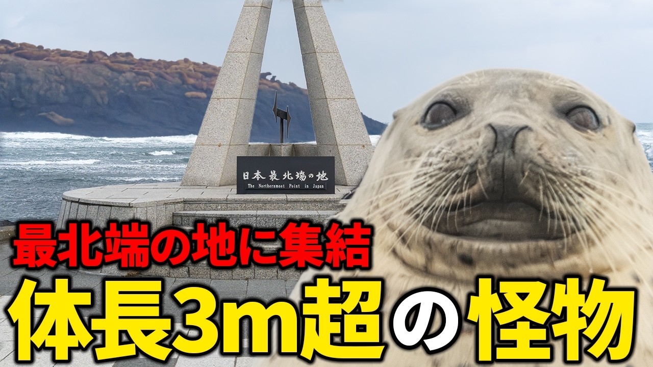 魚を食い散らかすトド＆アザラシが稚内に押し寄せてエラいことになってる