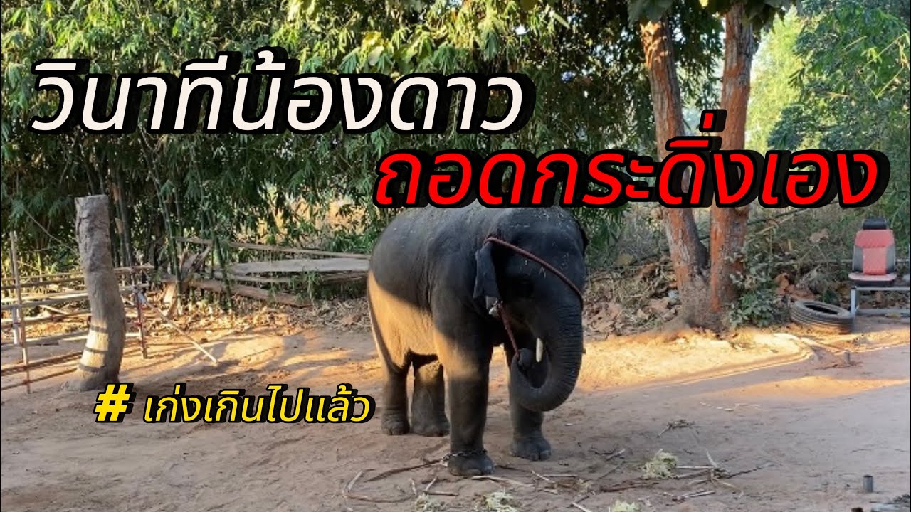 วินาทีน้องดาวถอดกระดิ่งเอง‼️🥰#พลายดาวมงคล