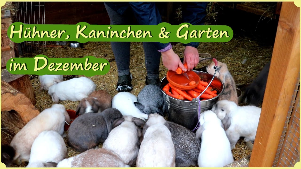 Hühner, Kaninchen & Garten im Dezember