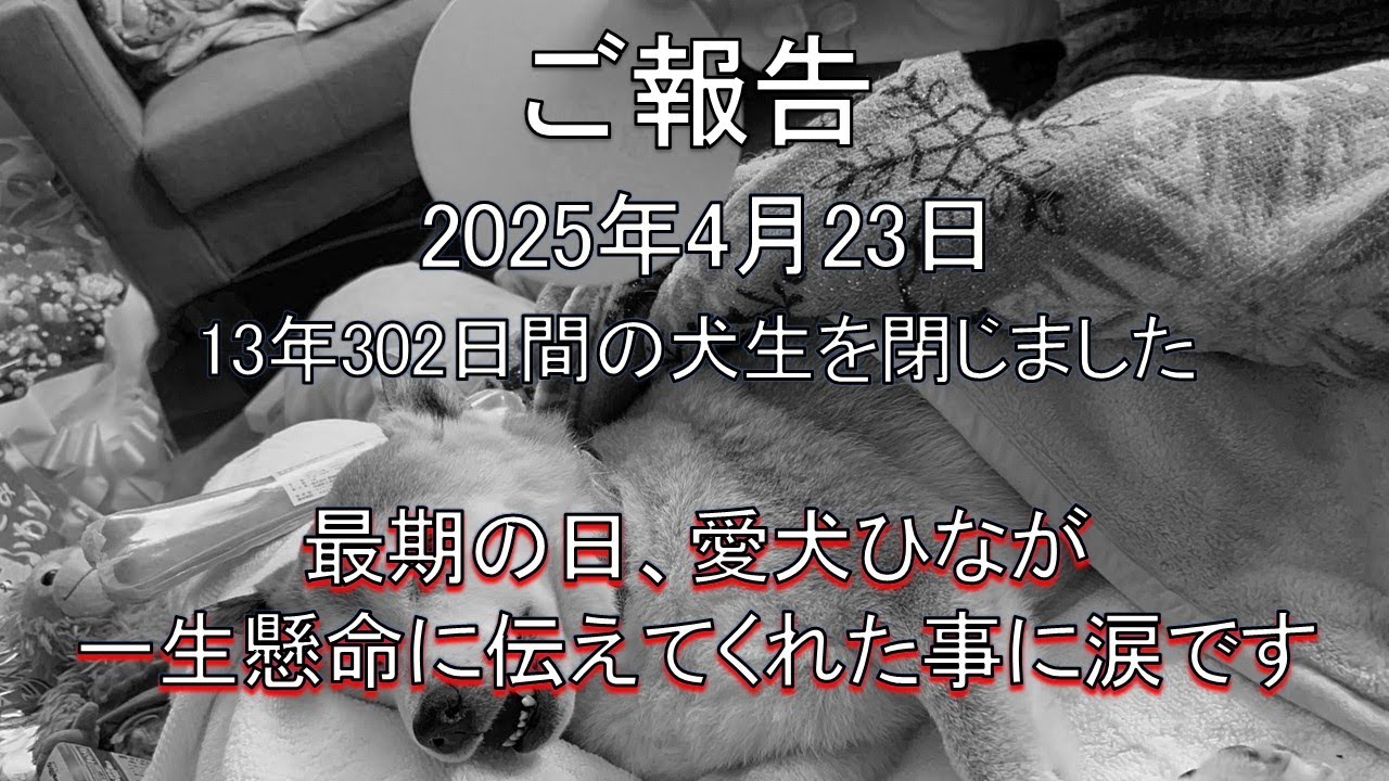 【赤柴 ひな】愛犬ひなは、自らの最期を悟り行動しました。　13年間ありがとう。