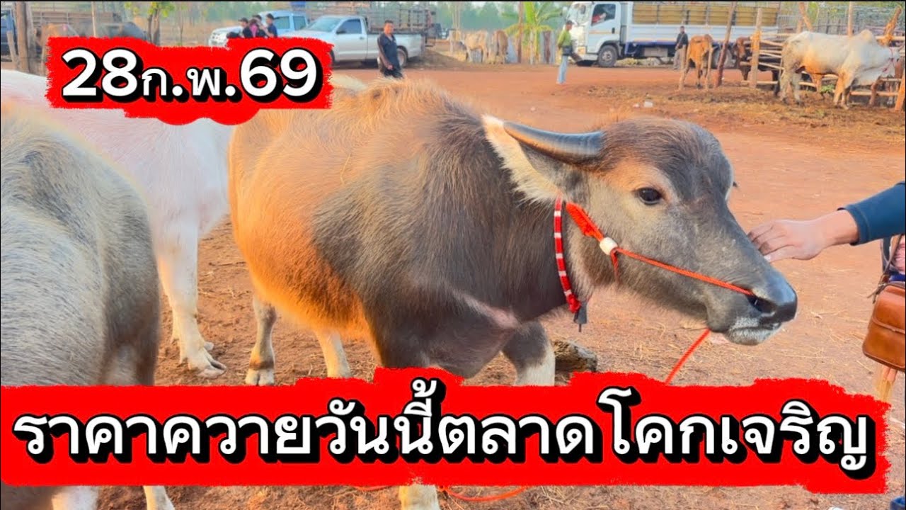 ลุงวิมลเลาะชมบรรยากาศชื้อขายควายตลาดโคกเจริญ อ.สว่าง จ.สกลนคร #ราคาควายวันนี้ 28/2/69