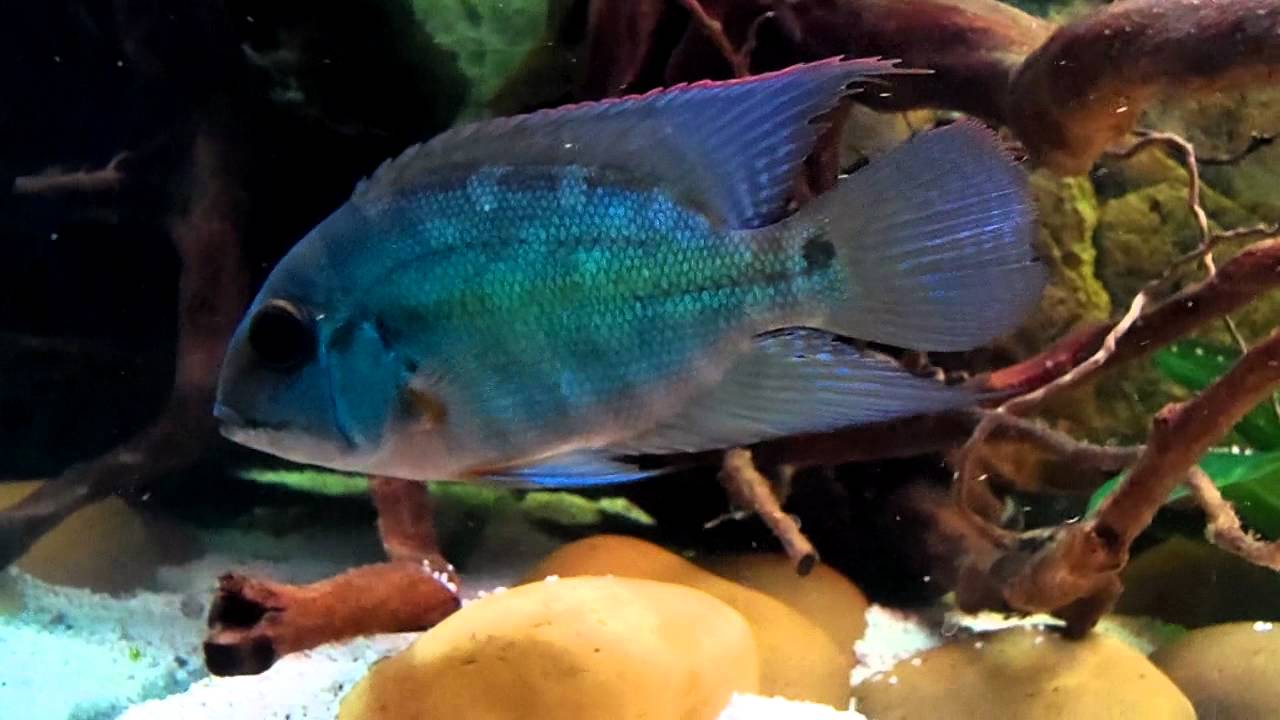 Hoplarchus Psittacus & Friends