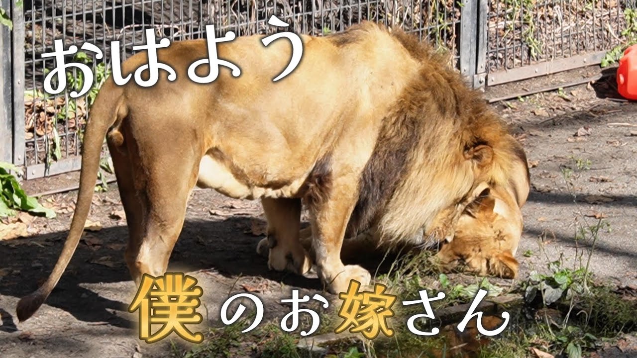 可愛い奥さんに挨拶後怒られてしまうオリト君【旭山動物園】ライオン オリトファミリー