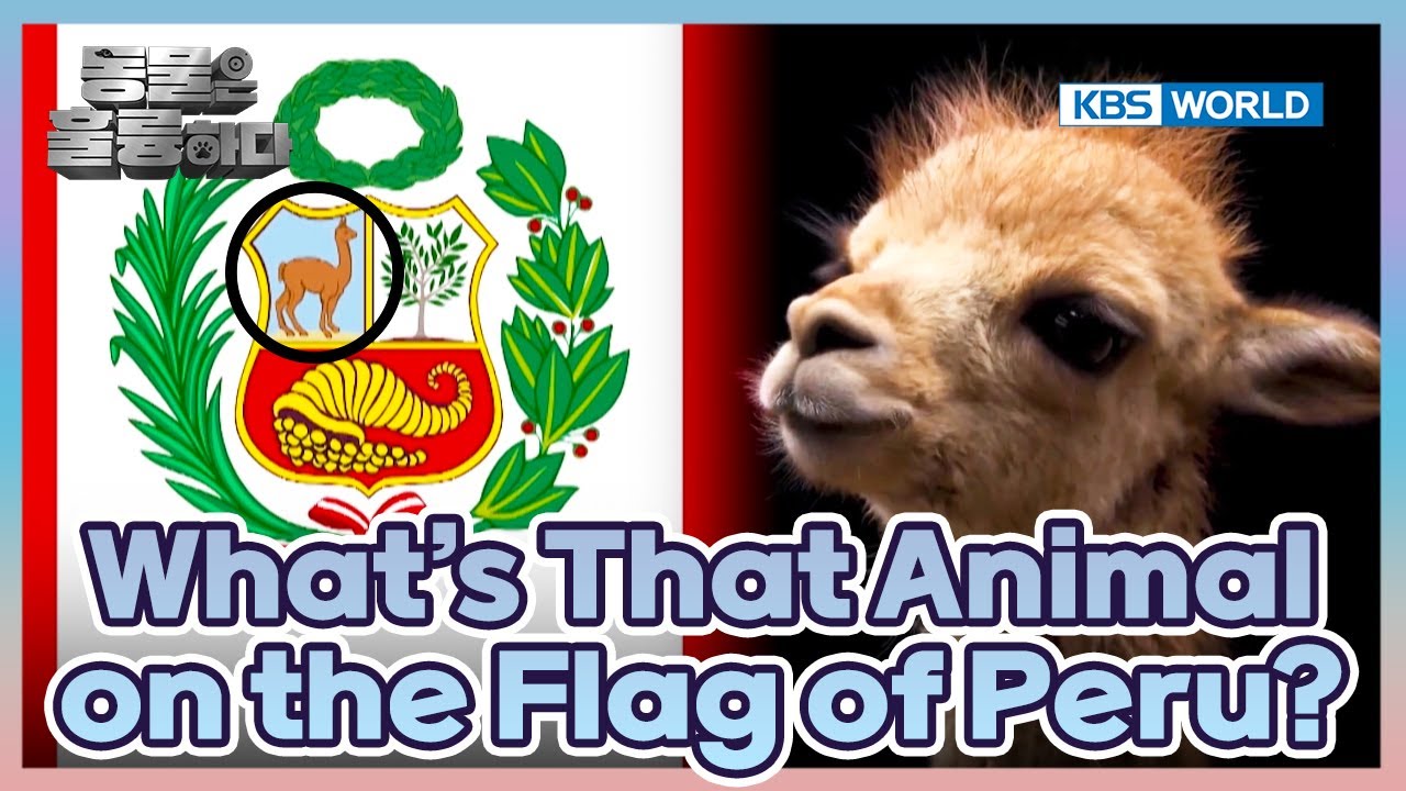 Alpacas, Llamas, and...?🤯 [Animals Are Incredible : EP.11-2] | KBS WORLD TV 250312