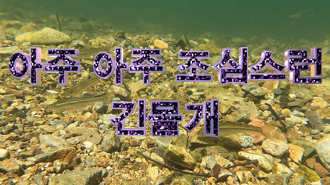 아주 조심스런 긴몰개