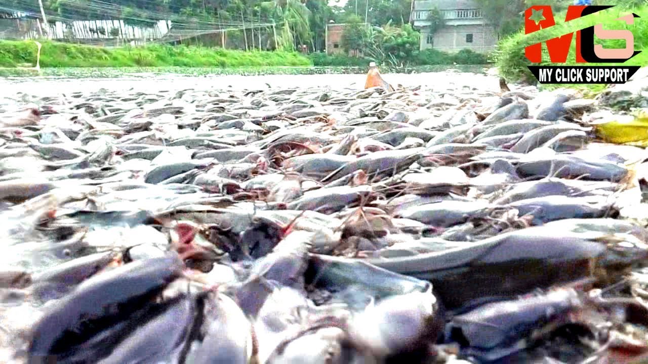 Unbelievable Million of Hybrid Magur Fish Farming Business in India | Catfish Farming in Pond