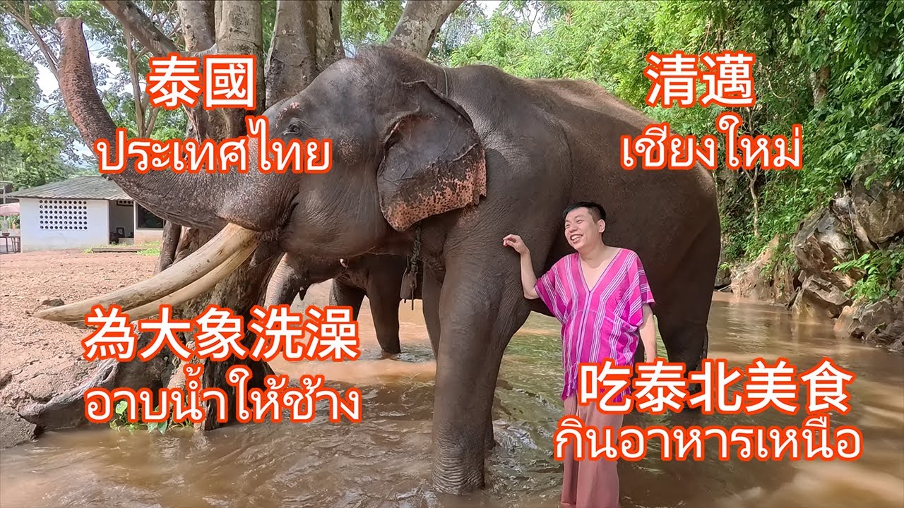 泰國清邁超治癒體驗  幫大象洗澡搓背 再狂吃泰國北部隱藏版美食