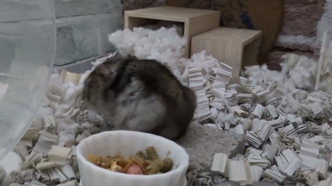 いつまでも見てられるハムちゃん！ #ハムスター #hamster 