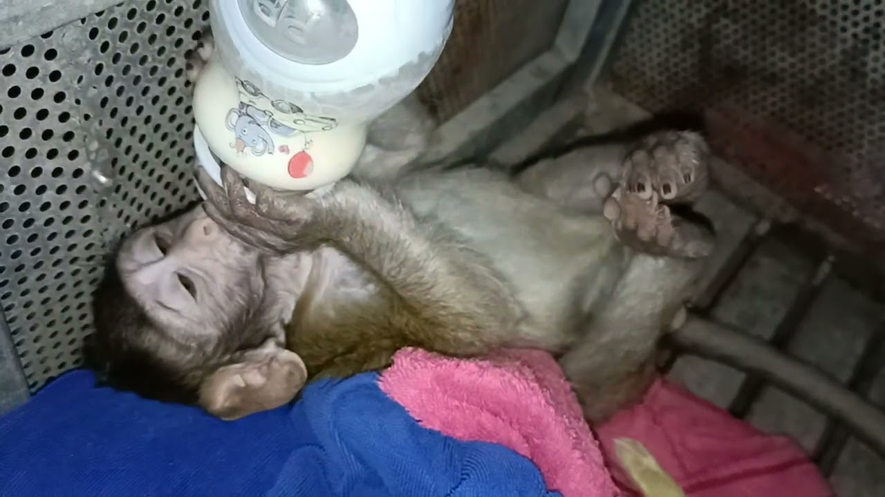 feeding milk zika so cute