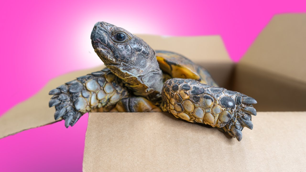 Lucky European Tortoise Found Walking the Streets in America! + More Tortoise Rescues