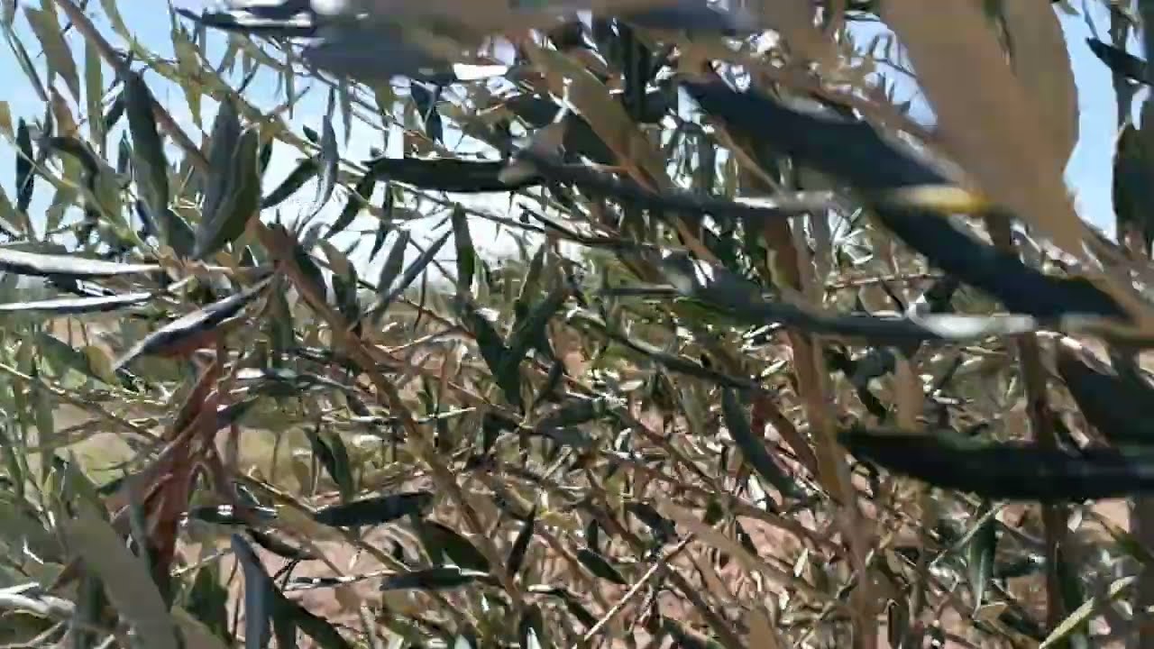 TRATAMIENTO OLIVAR - Tratamiento prefloración de olivar en primavera .