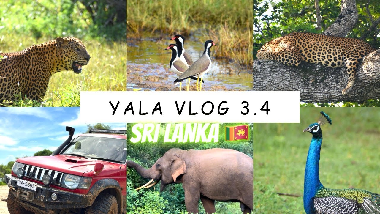 Vlog 36 - Yala National Park 3.4 | Leopard 🐘| offroad Drive | Yala Safari ​⁠Sri Lanka | Wild animal
