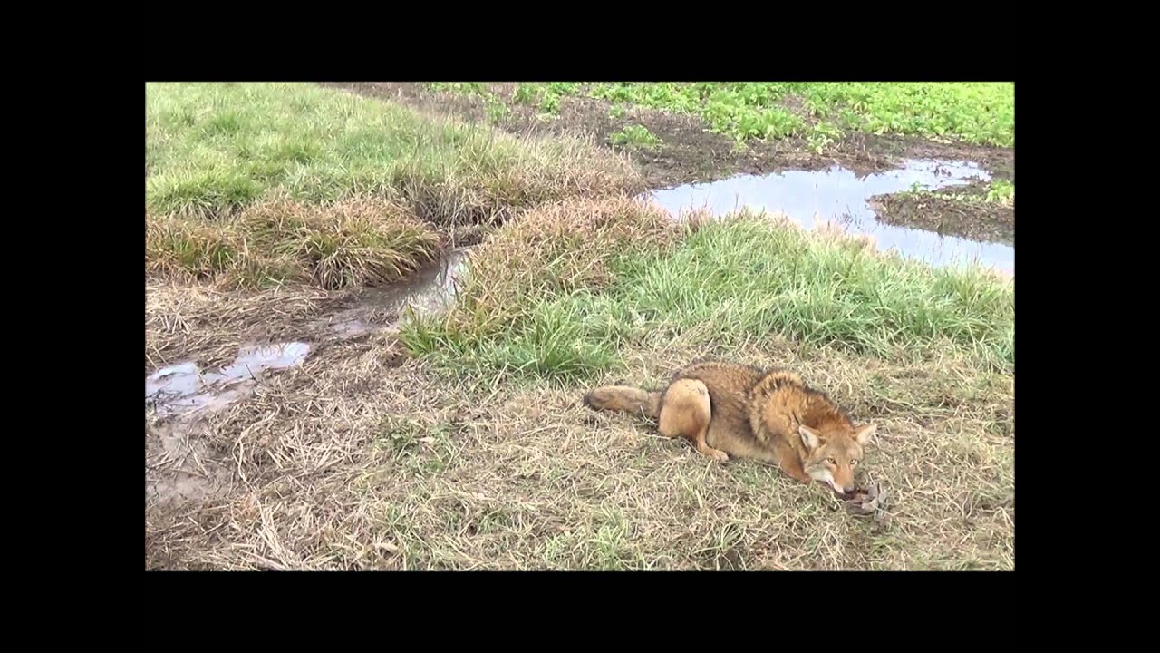 Trapping-Checking a Mixed Line