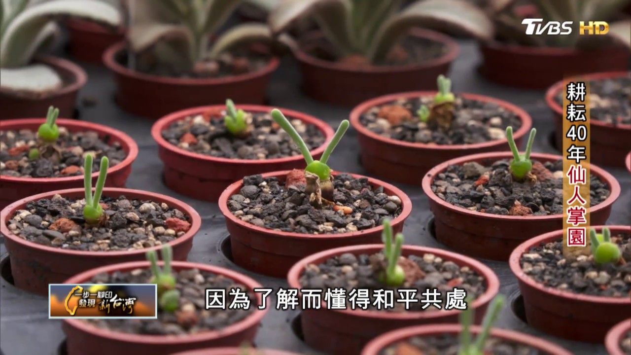 耕耘40年仙人掌園 傳統家業尋找新出路 一步一腳印 20171029