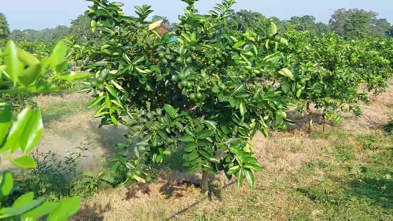Mantenimiento de huerta de limon persa alta densidad con desbrozadora stihl FR-450