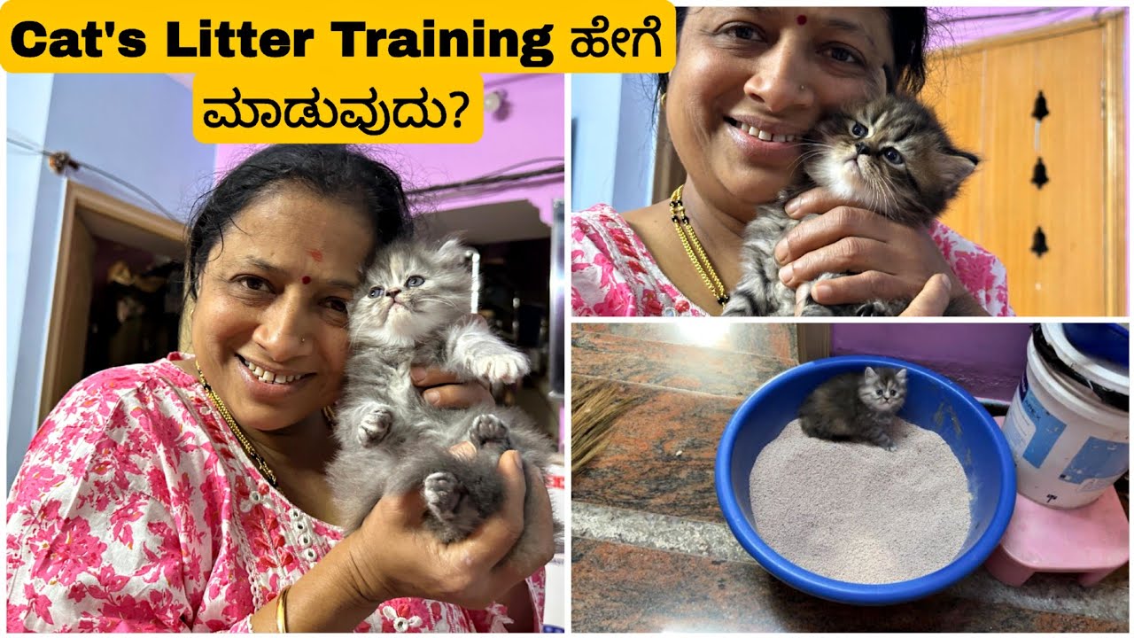 Litter / Potty training for Cats 😻 ಈ ರೀತಿ ಅವರಿಗೆ discipline ಕಲಿಸಿ 😁