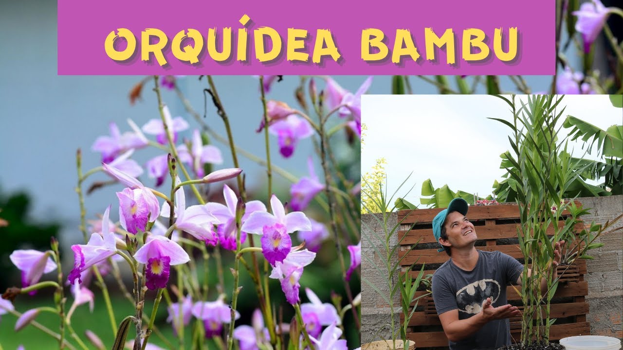 COMO REPLANTAR E CULTIVAR A ORQUÍDEA BAMBU