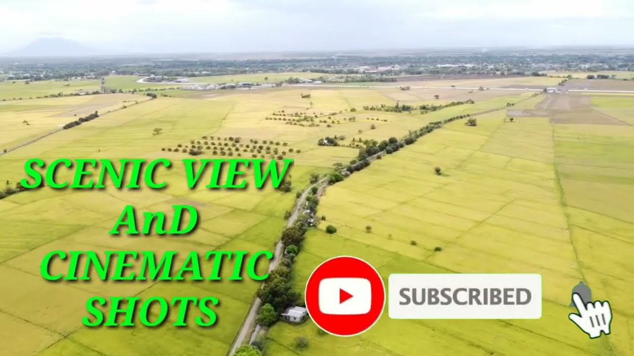 scenic view | cinematic shot cabanatuan nueva ecija rice field