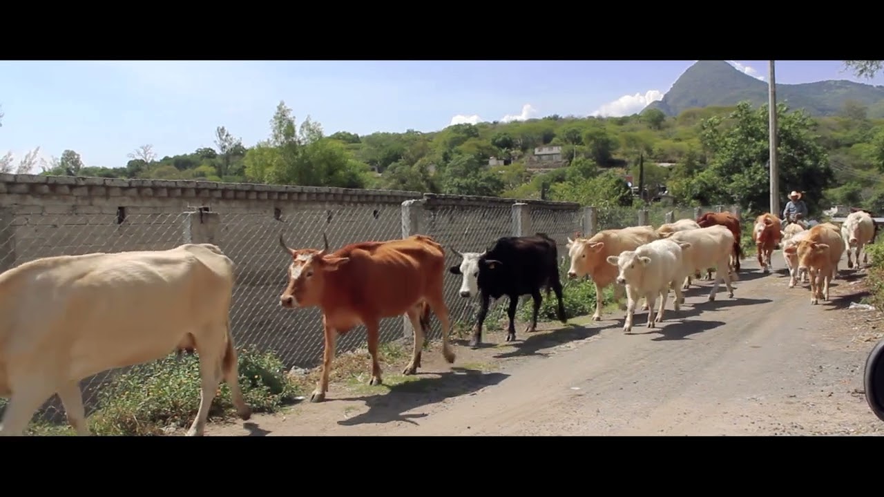 VIDEO EDICIÓN MCO, CUTARO, GUANAJUATO
