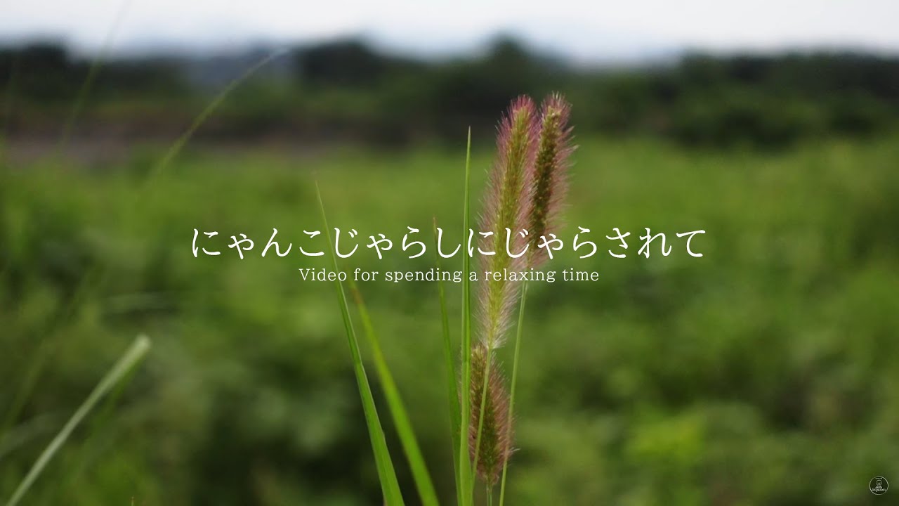 にゃんこじゃらしにじゃらされて  環境音 | 3時間 ambient sound |  ASMR | 睡眠