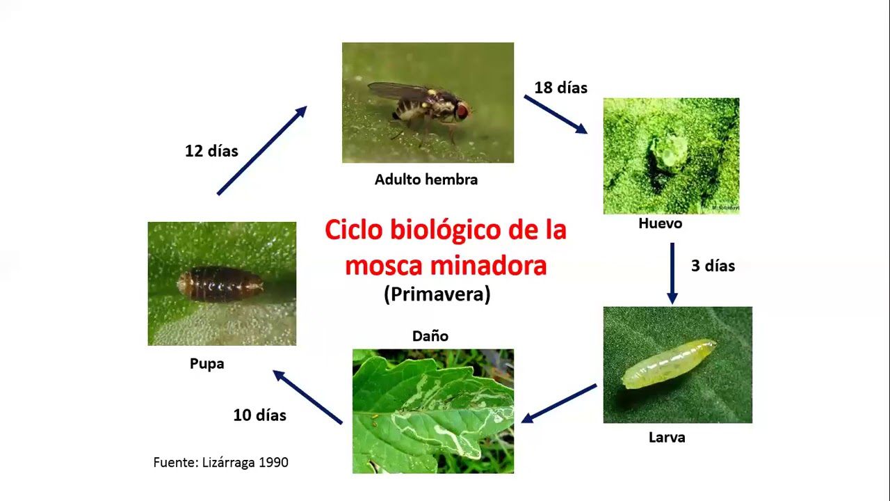 Webinar Mosca Minadora - Ing. Jorge Sarmiento Mata