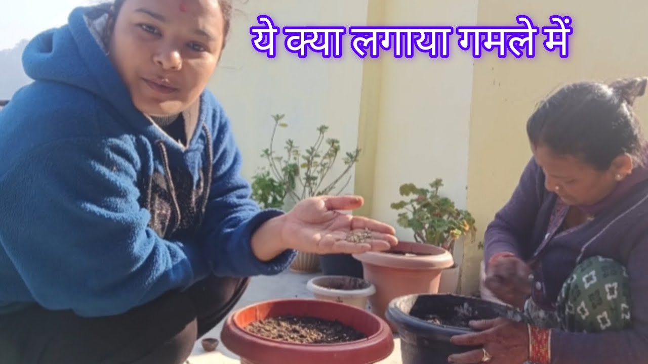 आज हमने की गमले में खेती 🍈🏡🍈🌷 पहाड़ी लोग #पहाड़ी #पहाड़ी कल्चर#🍈🍈