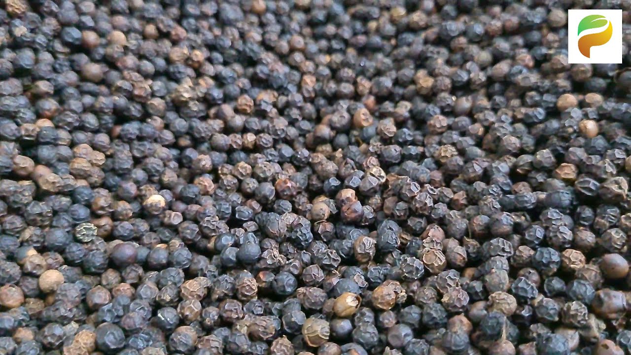 How is Organic Black Pepper processed? | Spice processing & packing at Plantrich | Pepper production