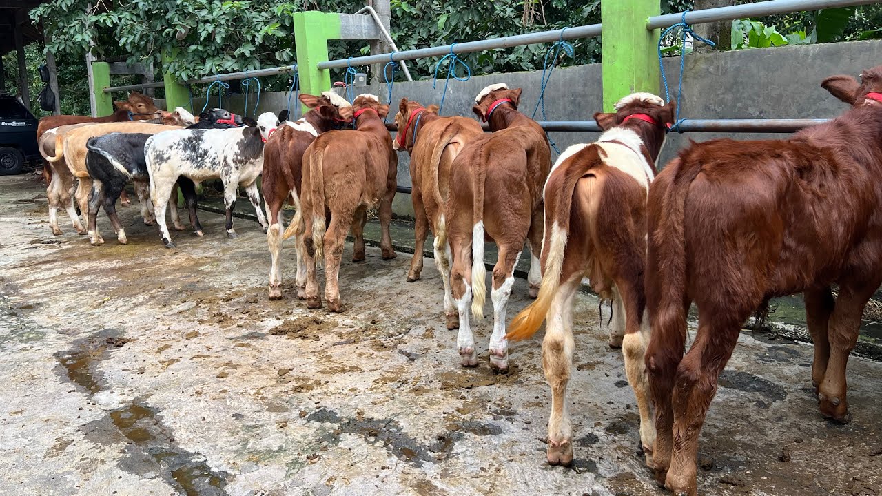 HARGA BIBITAN SAPI PEDETAN SUPER MULAI 10 jtan WA:08562513748