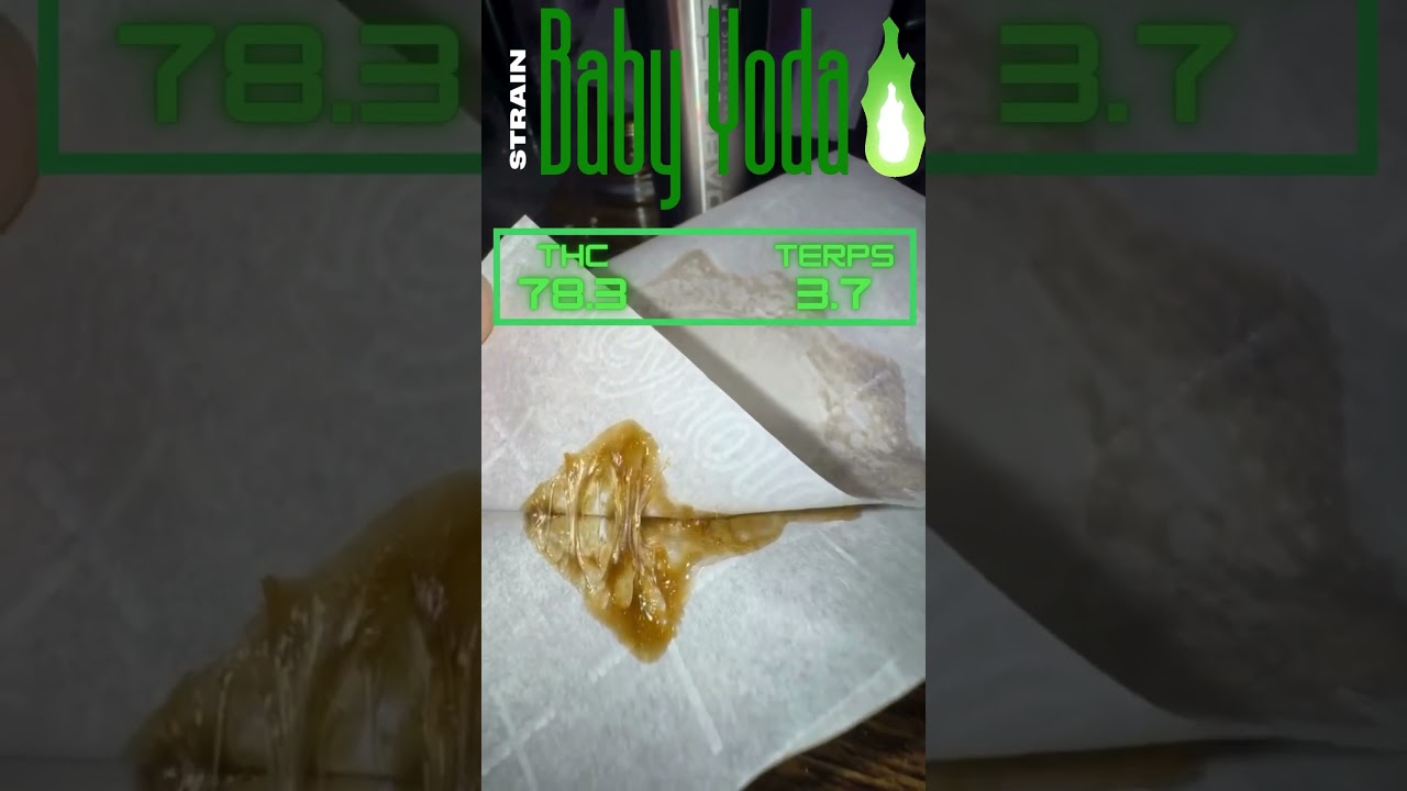 Turning flower into gold! Watch me hand press some top-shelf weed into smooth, potent rosin💨🗿#gold